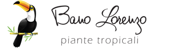 Bano Lorenzo Piante Tropicali
